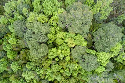 "Bosques como el estudiado en Chiloé serían un sumidero de carbono aún más potente que el de la mayoría de bosques templados en el mundo", agrega el académico.