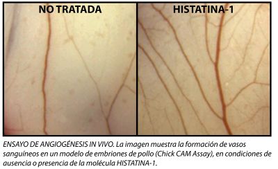 La investigación busca determinar cómo la histatina-1 estimula la formación de nuevos vasos sanguíneos.