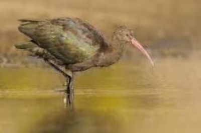 En los humedales y salares del altiplano destacan las aves. En la foto el hermoso cuervo de pantano de la puna. 