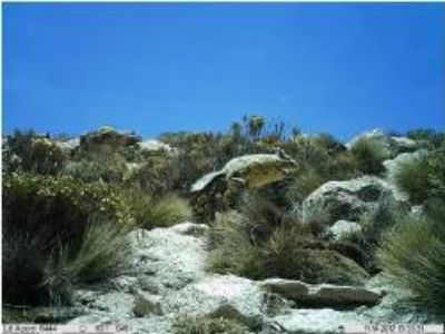 En esta Región es posible observar diversos ambientes ecológicos donde habitan diversas especies. En la foto, la Vizcacha.