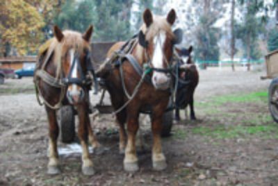 Los dueños de estos equinos recibirán una capacitación para facilitar la labor que realizan diariamente y velar por el bienestar animal.