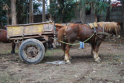 En la mayoría de las regiones existen caballos de tiro. En la Región Metropolitana se ven con mayor frecuencia en las zonas periféricas.