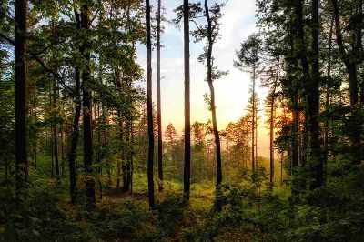 Los derechos de la naturaleza y la protección del medio ambiente quedaron consagrados en el nuevo texto constitucional en cerca de 50 normas que, desde diferentes ámbitos, establecen derechos, principios y regulaciones. 